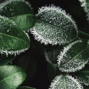 Арктический воздух принесет во Владимирскую ночные заморозки