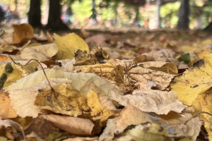 Прогноз погоды во Владимире и области на 1 сентября