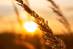 Прогноз погоды во Владимире и области на 23 мая