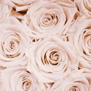 Пьяный житель Владимира украл 275 роз и дарил их незнакомкам