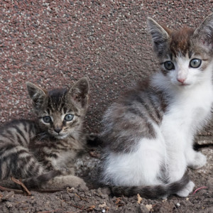 Житель Александрова замуровал котят под балконом своего дома