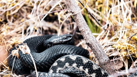 Во Владимирской области проснулись змеи