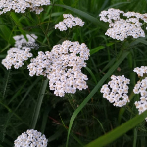 Прогноз погоды во Владимирской области на 5 августа