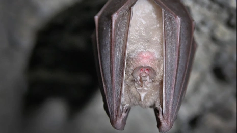 Во Владимирской области заметили редкую летучую мышь