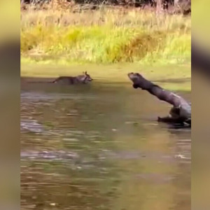 Во Владимирской области сняли на видео переплывающего реку волка