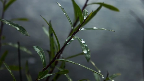 Прогноз погоды во Владимирской области на 29 июля