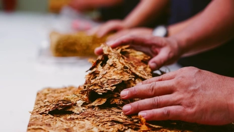 Во Владимирскую область привезли табачные листы из Замбии