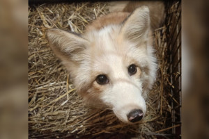 Волонтеры из Подмосковья спасли лисенка и привезли во Владимирскую область