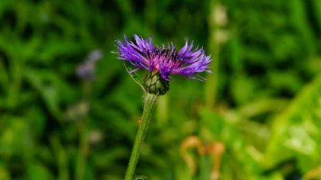 Прогноз погоды во Владимирской области на 17 июля