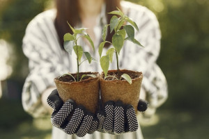 Жители Владимирской области снова примут участие в акции «Сад Памяти»