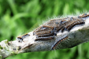 Леса в Гусь-Хрустальном районе обработают от шелкопряда биопрепаратом