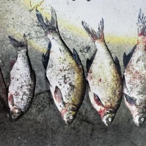 Житель Меленок избежал реального срока за браконьерство в заказнике