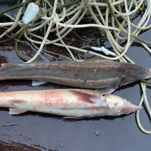 Житель Владимирской области попался на незаконном вылове краснокнижных стерлядок в Оке