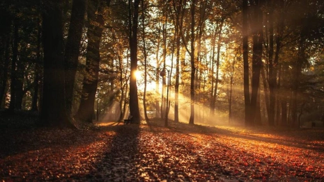 Начало рабочей недели порадует владимирцев теплом