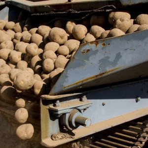 Во Владимирской области фермер рассчитался с работником картофелехранилищем 