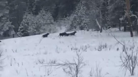 В Ковровском районе встретили две группы лосей из 11 особей