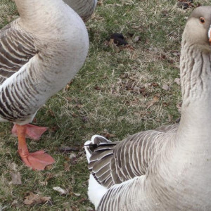 Когда в Гусь-Хрустальном начнут выращивать гусей, а в Гороховце – растить горох?
