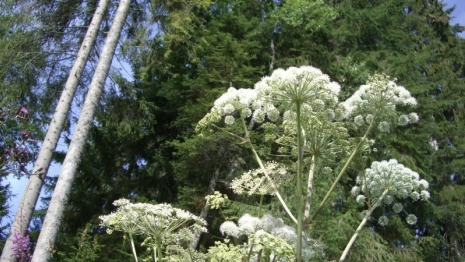 На борьбу с борщевиком во Владимирской области выделили 12 млн рублей
