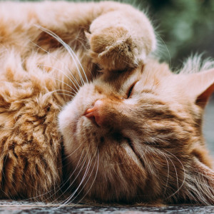 Во Владимирской области более 400 животных из приюта рискуют оказаться на улице