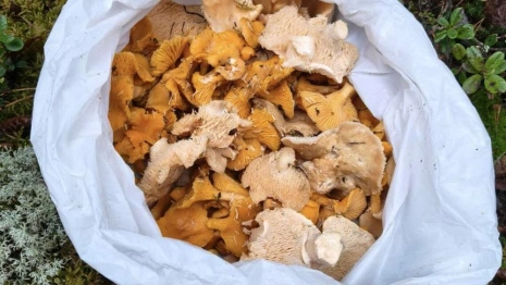 Во Владимирской области грибной сезон продолжился в начале зимы