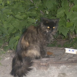 В деревне под Суздалем обнаружили очаг бешенства