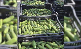 В Петушинском районе созрели огурцы