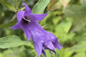 Из парка у ДТЮ во Владимире перенесли краснокнижные растения и рыб