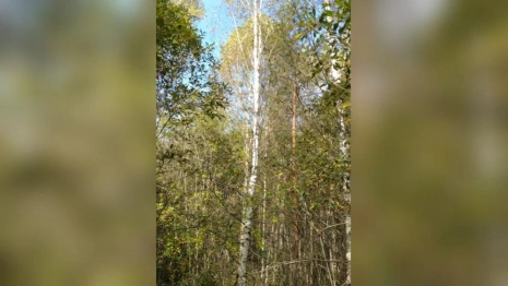 В Судогде многодетной семье выдали заросший деревьями и кустами участок