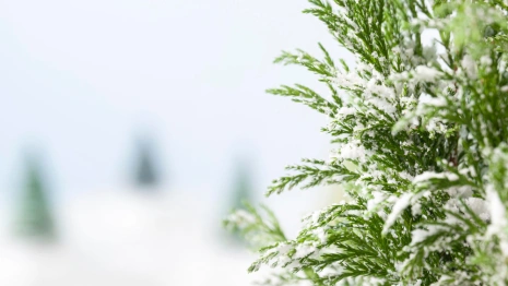 Прогноз погоды во Владимире и области на 20 декабря