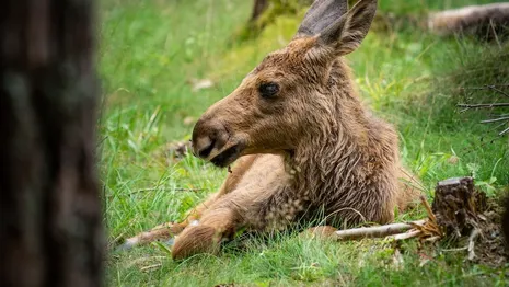 Во Владимирской области браконьеры убили лосиху с двумя нерожденными детенышами