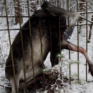 В Киржачском районе погиб зацепившийся за забор лось