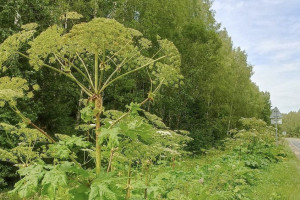 Владельцев участков во Владимирской области обяжут бороться с борщевиком