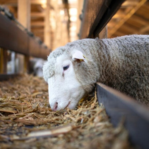 Народные приметы на 28 февраля: что можно и нельзя делать в день Онисима Овчарника