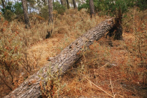Двое жителей Селивановского района получили «условку» за незаконную рубку леса