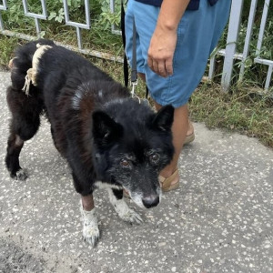 Владимирские волонтеры спасли гниющего заживо пса