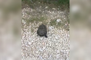 В Вязниковском районе впервые удалось увидеть европейскую болотную черепаху