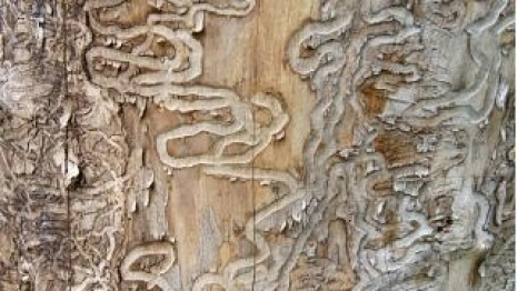 Во владимирском сквере на Мира вырубят 40 пораженных ясеневой златкой деревьев