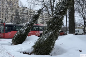 На площади Победы во Владимире высадили 15 новых елей