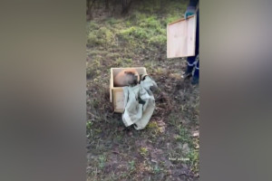 В Коврове бобр забрался в цех электро-механического завода
