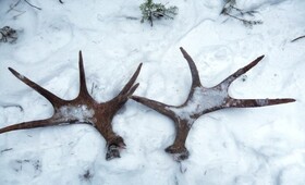 Во Владимирской области на охотников завели 13 уголовных дел