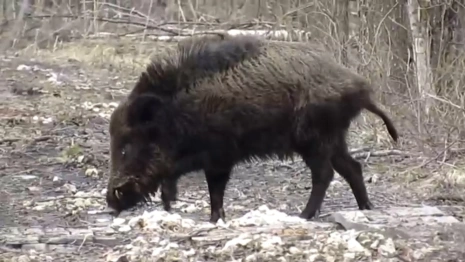 Во Владимирской области кабан из заказника решил провести экскурсию поросятам