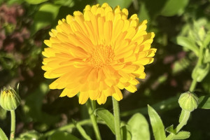 Во Владимирской области 18 июля станет последним жарким днем