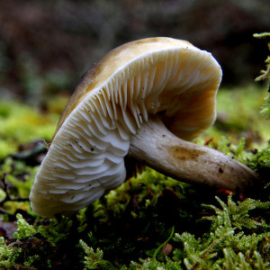 Во Владимирской области заблудились двое грибников