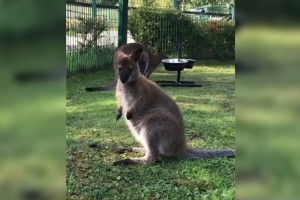 Стала известна личность задержанного во Владимирской области похитителя кенгуру