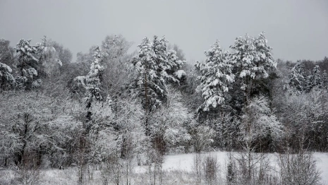 Синоптики пообещали слабый мороз в выходные во Владимирской области 