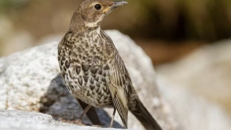 Около детского сада во Владимире нашли кладбище дроздов