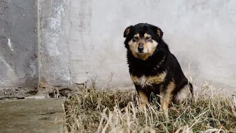 Собак и кошек мобилизованных одиноких владимирцев предложили отправить в зоогостиницы