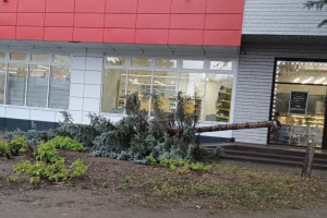 Во Владимире спилившим голубую ель вандалом занялась полиция