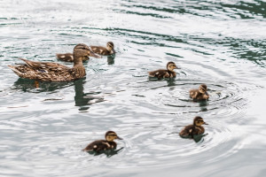 Обнаруженный на Соловьином пруду во Владимире птичий грипп оказался легкой формы