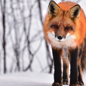 Губернатор Владимирской области ввел карантин в Камешково